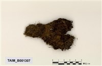 藏品(大葉提燈苔)的圖片